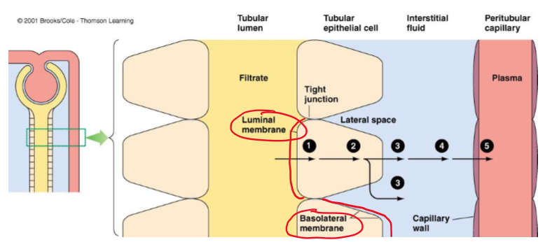 <p>lateral spaces</p>
