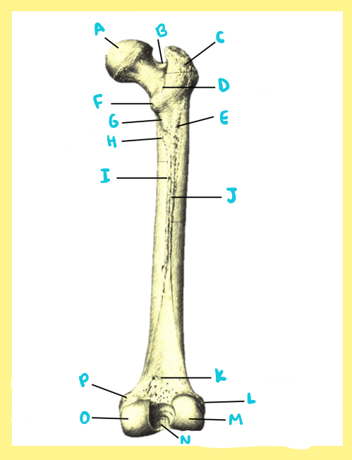 <p><u>Name the following</u>:</p><ul><li><p>Bone?</p></li><li><p>Side?</p></li><li><p>View?</p></li><li><p>F?</p></li></ul><p></p>