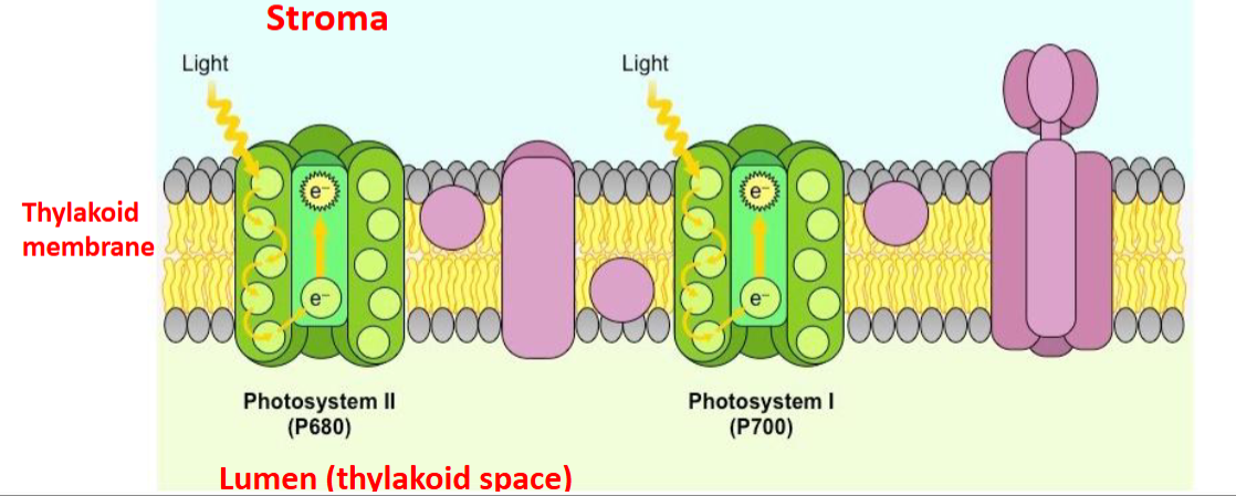 <p>first step of a light dependent reaction</p>