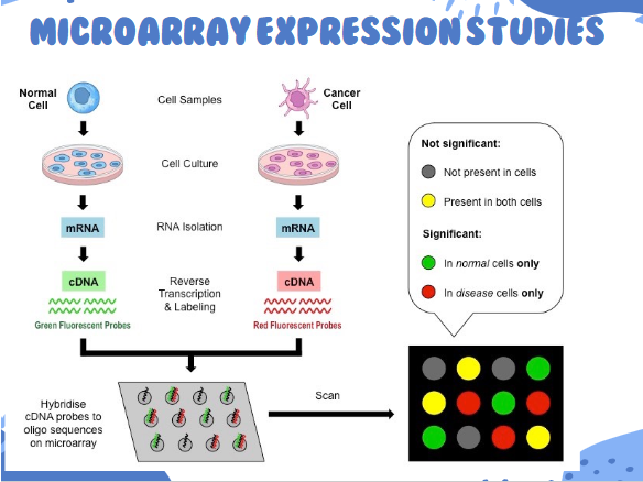 <ul><li><p>Multiple probes are spotted to a solid surface (microscope slide or silicone chip)</p></li><li><p>Hundreds to hundreds of thousands of different probes—may be representation of the entire genome, specific parts of a genome, infectious agents etc</p></li><li><p>Fluorescently-labeled DNA from sample(s) is hybridized to the entire array of probes</p></li><li><p>Array is scanned with a laser to detect hybridization</p></li><li><p>The position of fluorescing spots identifies the nucleic acids present in the sample</p></li></ul><p></p>
