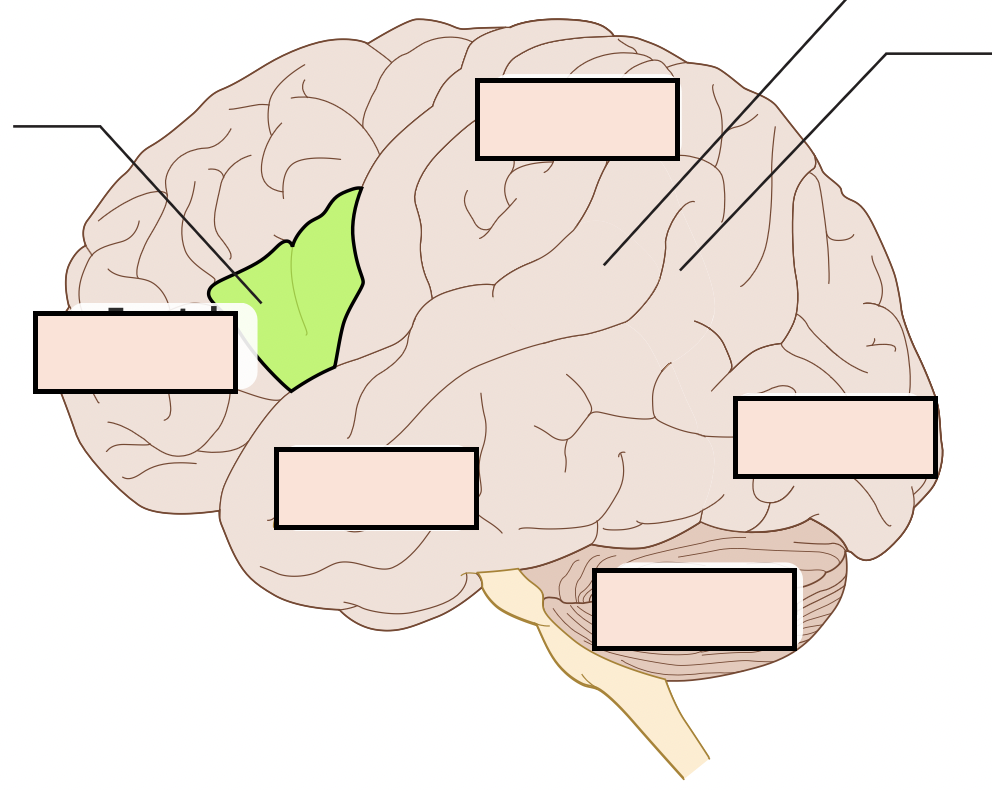 generates spoken and written language and controls mouth muscles by way of the motor cortex