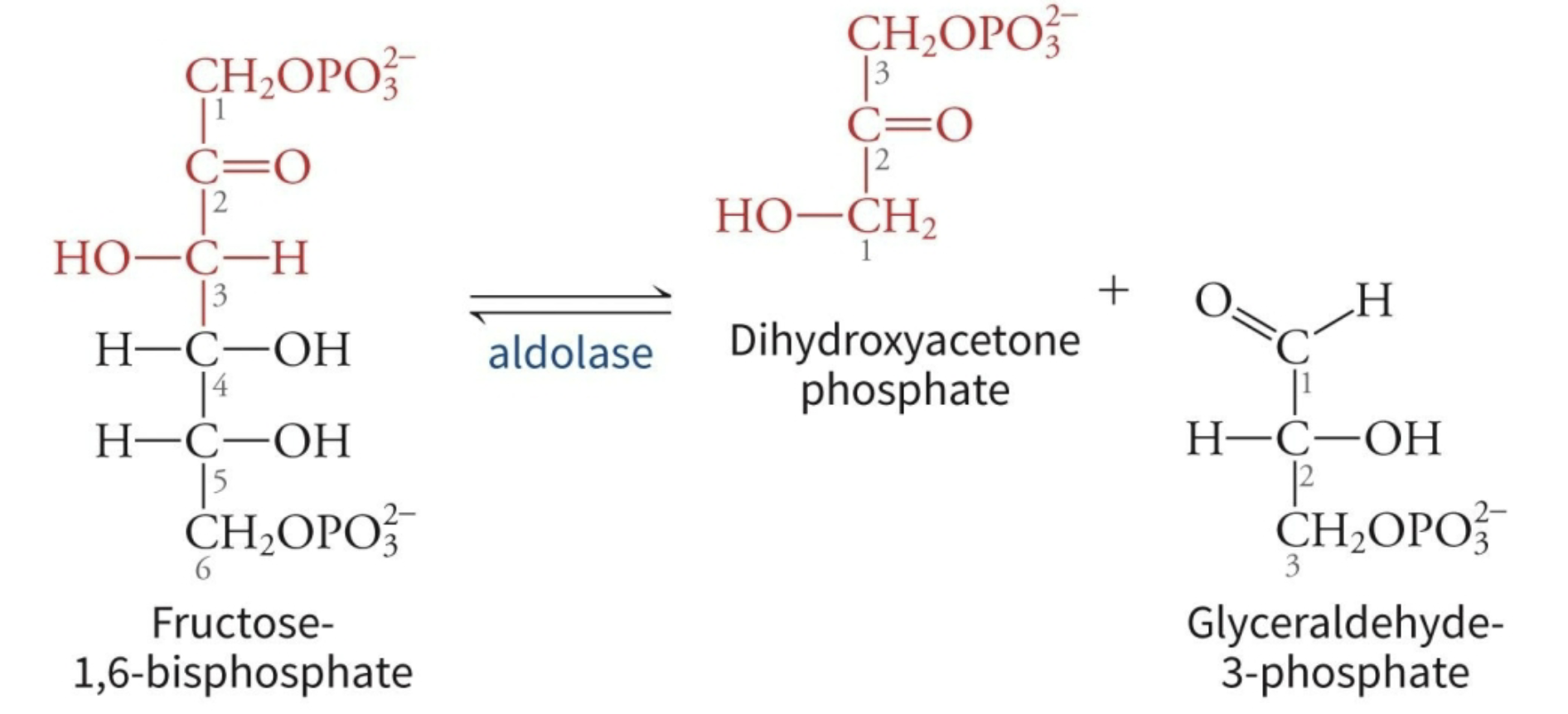 <p>What type of reaction is shown?</p>