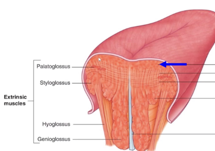 <p>intrinsic tongue muscle</p><p>attachments: lingual aponeurosis and hyoid bone</p><p>course: upper surface, length of tongue</p><p>functions: shorten tongue, curl tip up, symmetrically or to one side only</p>