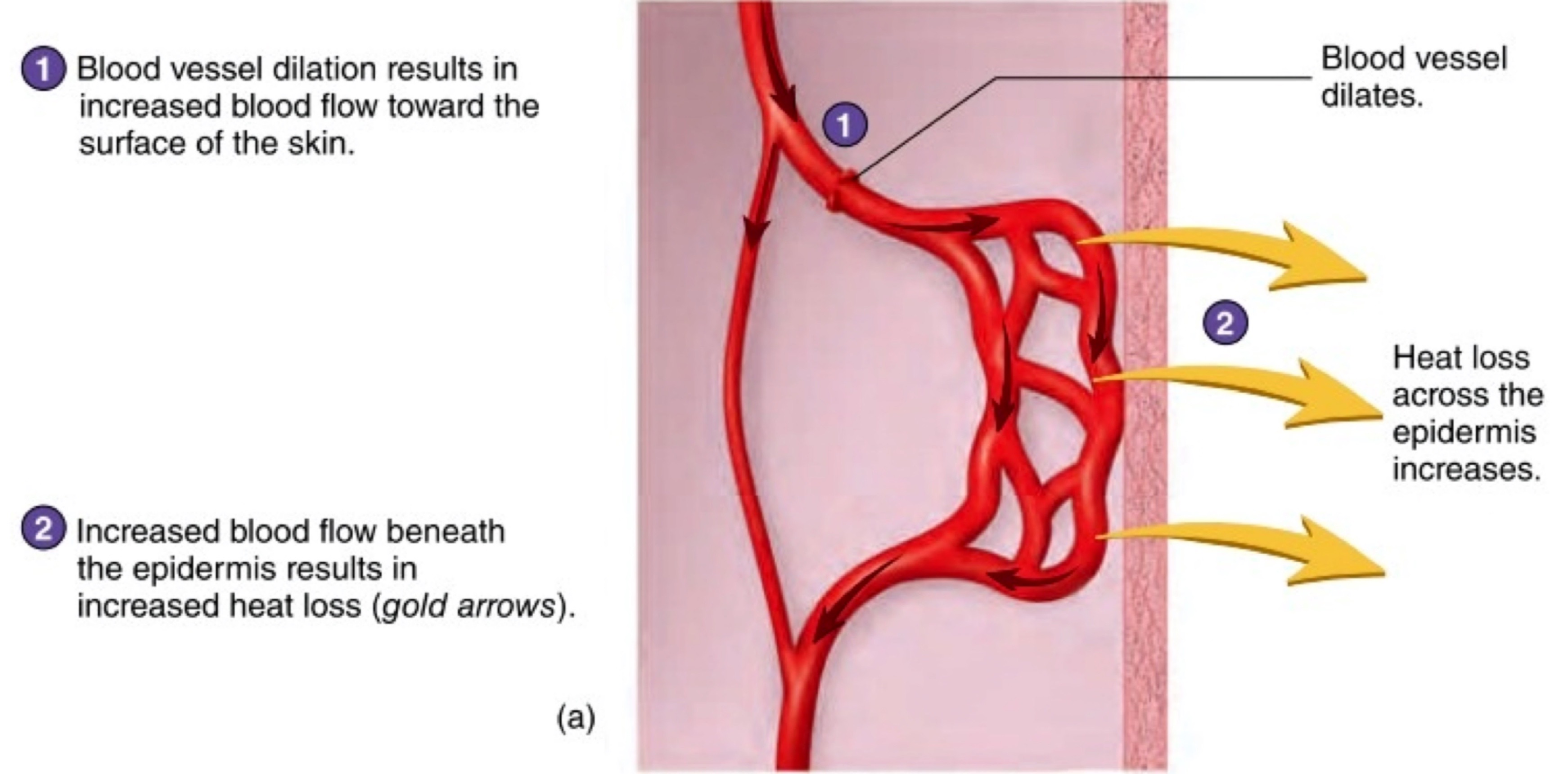
1. Pre capillary sphincter muscles in the arteriole relax. This results in increase blood flow to the capillaries 
2. Heat can radiate out the blood from the capillaries across the dermis into the environment 

→ Peripheral vasodilation: widening of the lumen 