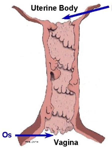 <p>What species does this cervix belong to?</p>