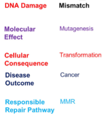 <p>MMR = mismatch repair</p>