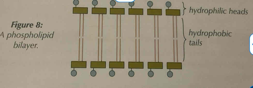 <p>Phospholipids act as the bilayer of cell membranes, which means the control what leaves and enters the cell.</p><ul><li><p>Phospholipids will form a double layer with their heads facing outward to the water on each side (one side to the outside of the cell, one side to the inside)</p></li><li><p>The centre of the bilayer remains hydrophobic due to the fatty acids and glycerol, so the membrane acts as a barrier to these substances.</p></li><li><p>However, the head remains hydrophilic as it is the phosphate group.</p></li></ul>