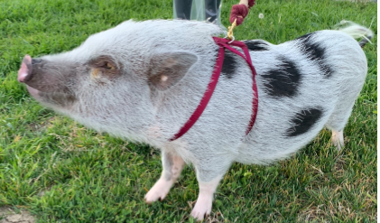<p>What is this breed?</p>