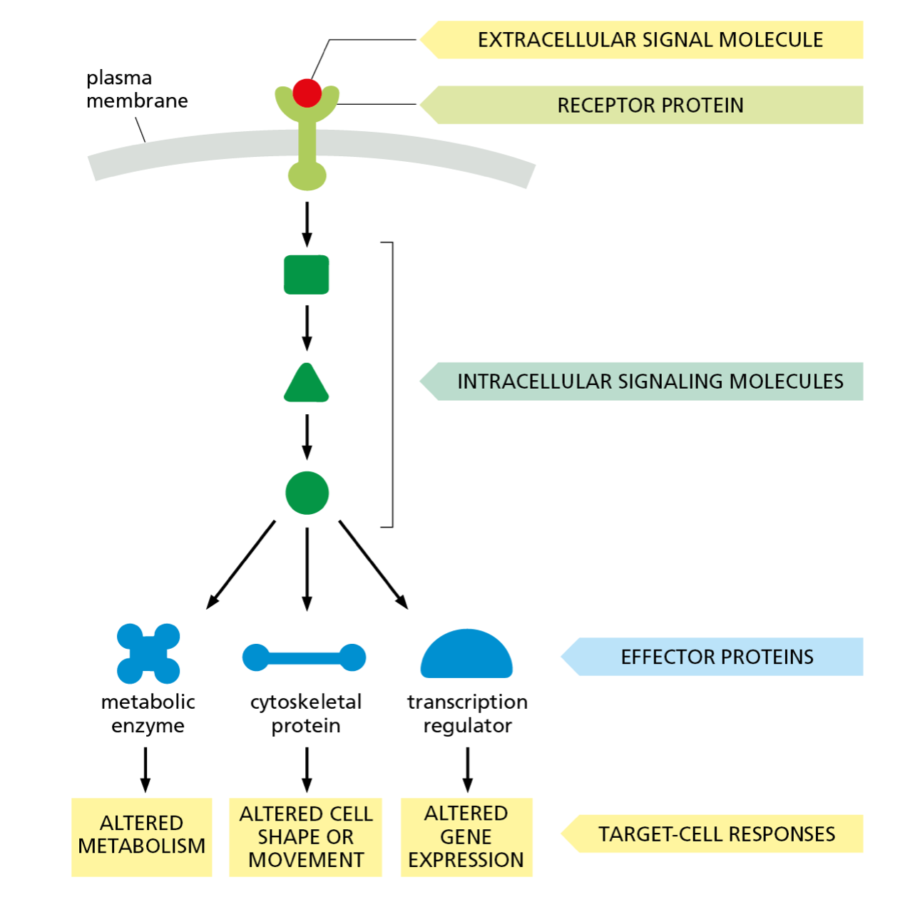 senses a signal outside the cell and sends it to inside the cell in a new form 

* can trigger a cascade of signals within the cell 