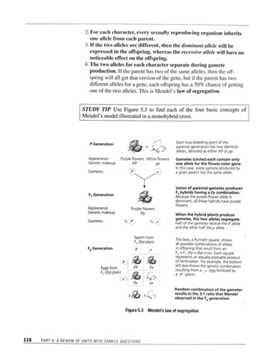 <p>Alleles separate during gamete formation.</p>