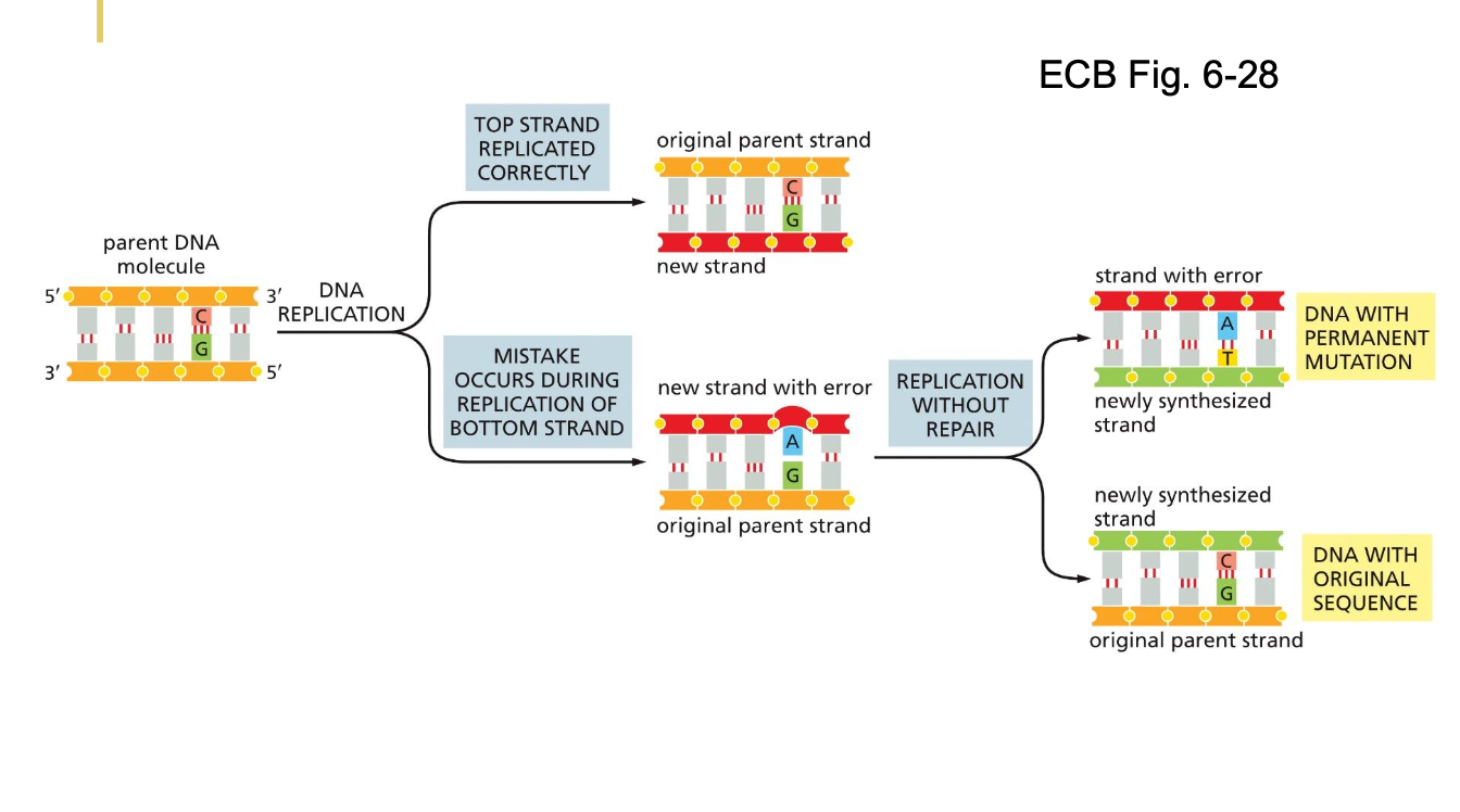 <ul><li><p>With a lot of DNA replicated, there will be a mistake eventually</p></li></ul><p></p><ul><li><p>Repair</p><ul><li><p>If it doesn’t occur, then later on there is no way to detect there is an issue - a permanent DNA mutation</p></li></ul></li></ul><p></p>