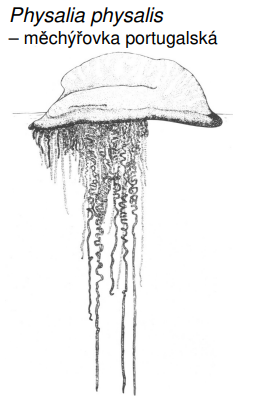 <p>Polymorfní kolonie polypů! Physalia physalis – m ěchý řovka portugalská, Muggiaea kochii, Nanomia cara</p>