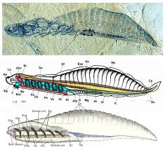 <p>chordate fossil origin: <em>haikouella</em></p>