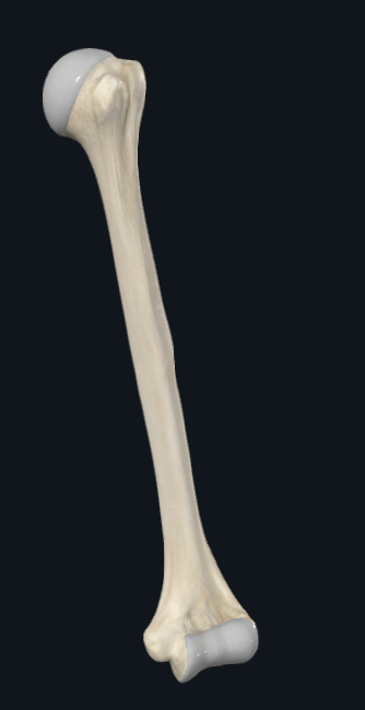 <p>What bone is this</p>