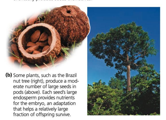 ● Extra investment on the part of the parents greatly ______ offspring’s chances of survival

● Brazil nut and walnut trees
○ Produce ____ seeds packed with
nutrients that help the seedlings
become established 

● Primates
○ Generally bear only 1-2 offspring at a time
○ Parental care and an extended period of ______ in the first several years are important

● Especially important in habits with high population densities