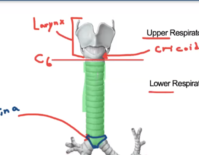 <p>larynx, lowest part of cartilage is cricoid cartilage </p>