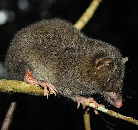 <p>Paucituberculata</p>