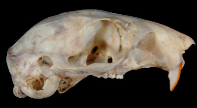 <p>What species? (4 upper cheek teeth</p>