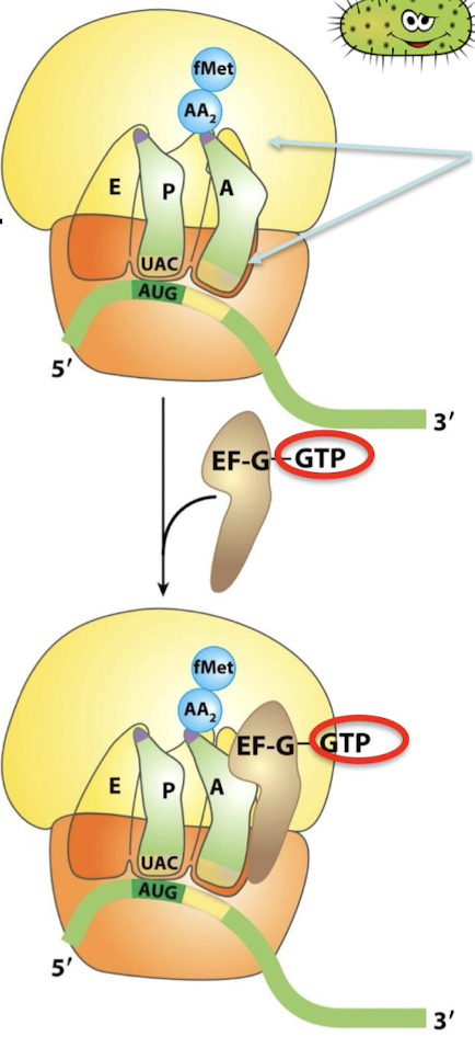 <ol><li><p>Uncharged tRNA → 3’ and 5’ ends in the E site.</p></li><li><p>Peptidyl tRNA —&gt; 3’ and 5’ shift to the P site.</p></li><li><p>The anticodons remain in the P and A sites.</p></li></ol><p></p>