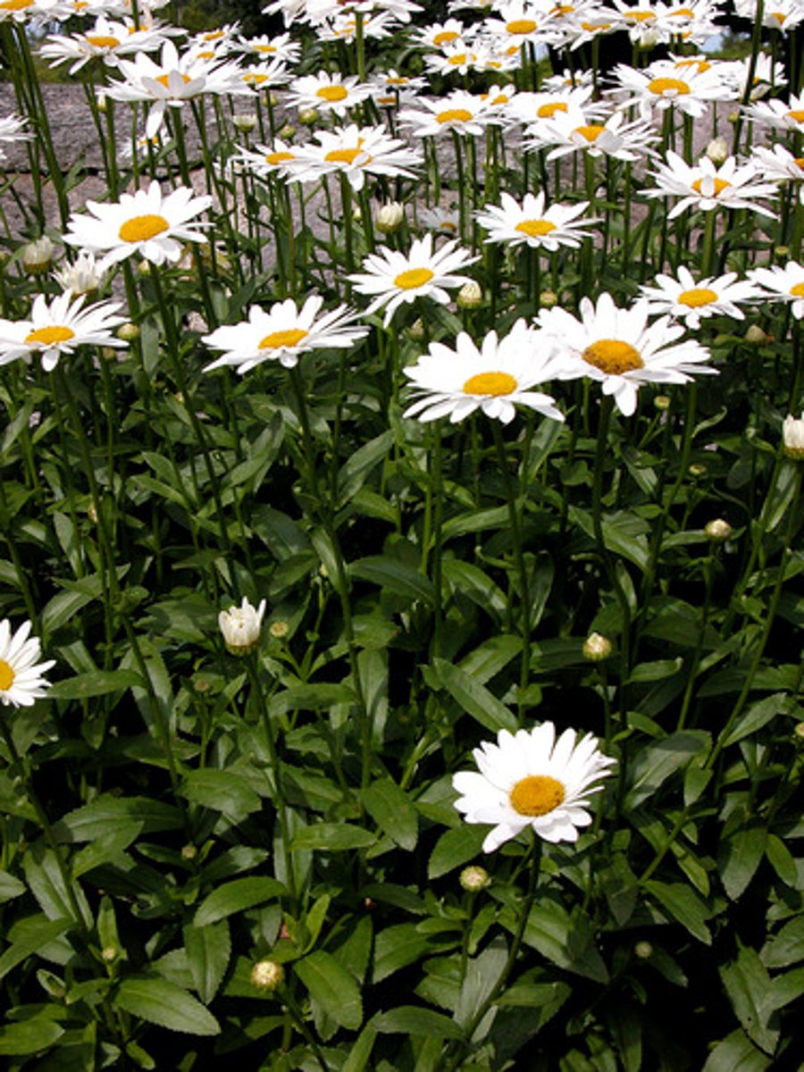 <p>Shasta Daisy</p>