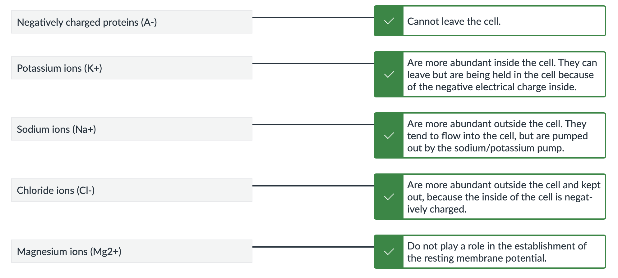 <p>A <mark data-color="green" style="background-color: green; color: inherit;">higher</mark> concentration of <mark data-color="red" style="background-color: red; color: inherit;">Sodium (Na+)</mark> and <mark data-color="red" style="background-color: red; color: inherit;">Chloride (Cl-)</mark> <mark data-color="blue" style="background-color: blue; color: inherit;">outside</mark> the cell, and a <mark data-color="green" style="background-color: green; color: inherit;">higher</mark> concentration of <mark data-color="red" style="background-color: red; color: inherit;">Negative proteins (A-)</mark> and <mark data-color="red" style="background-color: red; color: inherit;">Potassium (K+)</mark> <mark data-color="blue" style="background-color: blue; color: inherit;">inside</mark> the cell</p><ul><li><p><strong><u>at rest</u></strong>, the negatively charged <strong><mark data-color="red" style="background-color: red; color: inherit;">Chloride (Cl-)</mark></strong> ions are <mark data-color="green" style="background-color: green; color: inherit;">more abundant outside</mark> the cell; they tend to <mark data-color="blue" style="background-color: blue; color: inherit;">move into</mark> the cell based on the law of <strong><mark data-color="purple" style="background-color: purple; color: inherit;">diffusion</mark></strong>, but are being <mark data-color="blue" style="background-color: blue; color: inherit;">pushed out</mark> based on the law of <strong><mark data-color="purple" style="background-color: purple; color: inherit;">electrostatic pressure</mark></strong>.</p></li></ul><p></p>