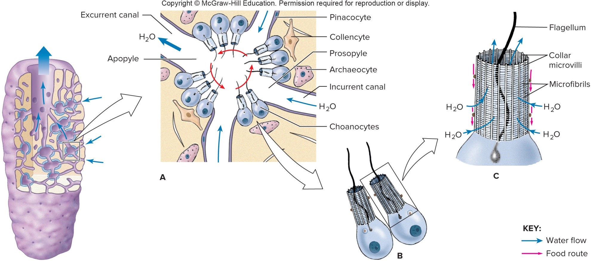 knowt flashcard image