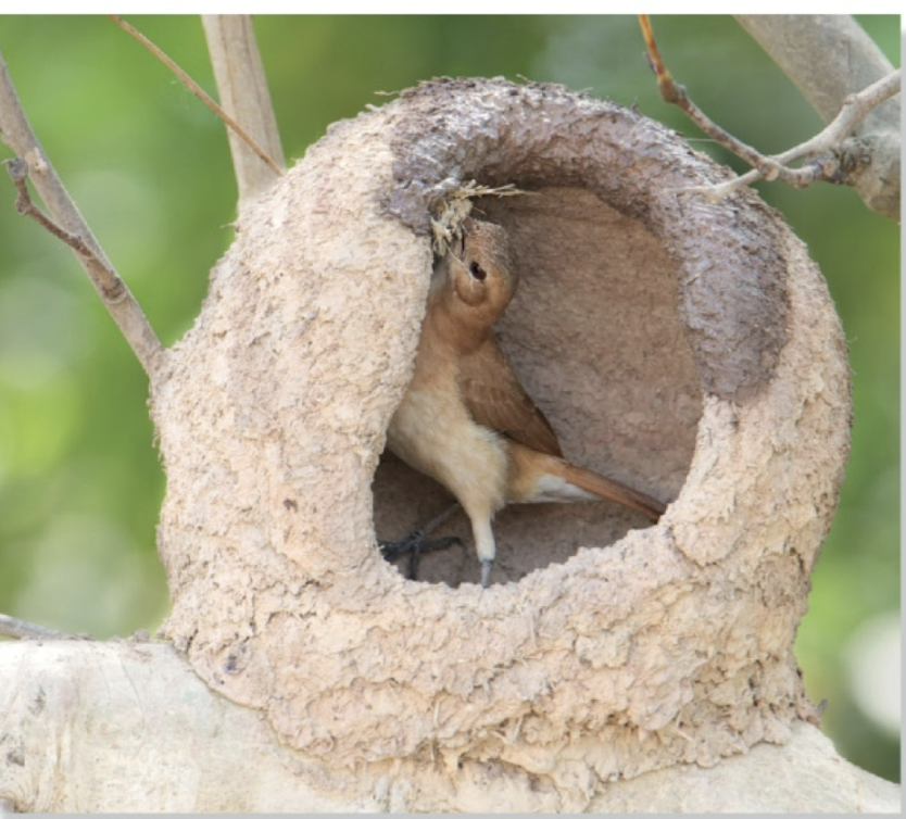 <p>Camouflage and hard to reach locations (functions of nests). </p>