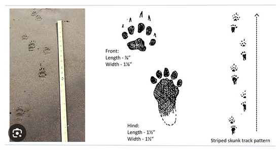 <p>Waddlers, but can have tracks like a loping weasel.. Distinct front and back feet, nails won’t register on hind feet or will be closer to pad than the front. May see tail impression.</p>