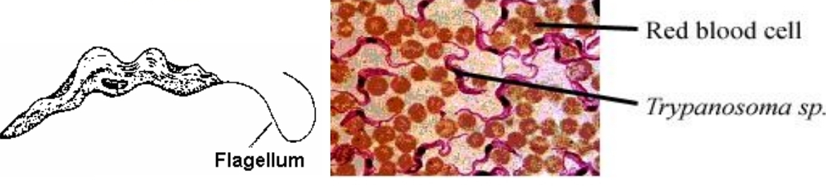 <p>flagellated protozoans</p>