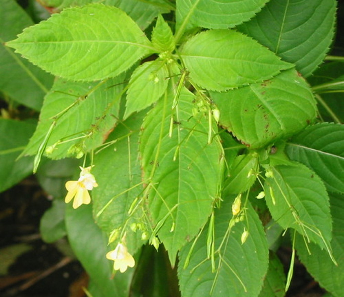 <p>Klein springzaad</p>