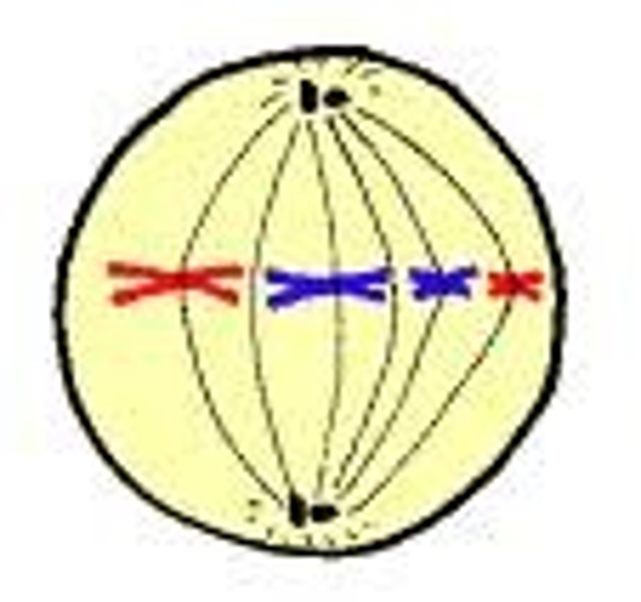 <p>Chromosomes line up at the metaphase plate.</p><p>MIDDLE</p>