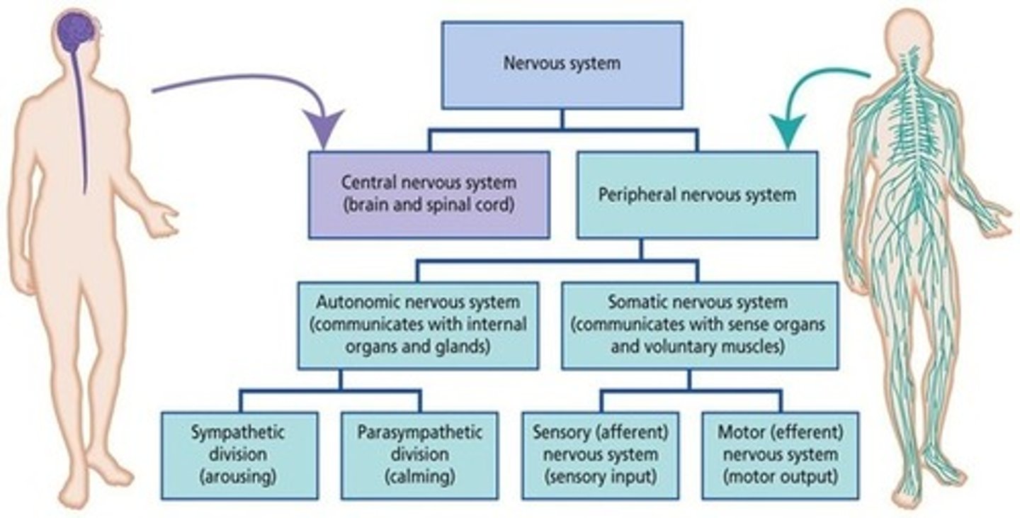 <p>(D) I and III Only</p><p>The efferent neurons of the autonomic nervous system control the following types of cells:</p><p>- Smooth muscle cells</p><p>- Cardiac muscle cells</p><p>- Gland Cells</p><p>Skeletal muscle cells are controlled by the <strong>somatic nervous system.</strong></p>