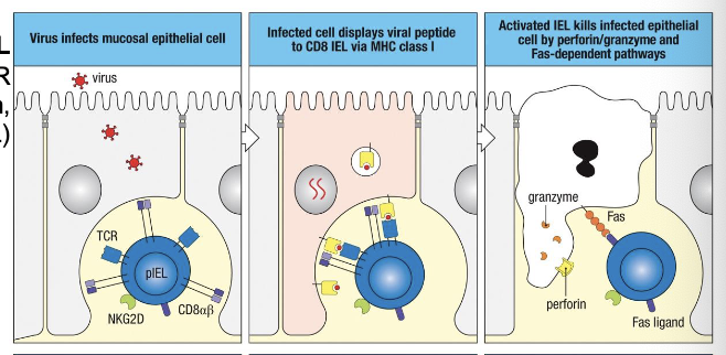 <p>function like CTL (TCR activation → perforin, granzyme, FasL</p>