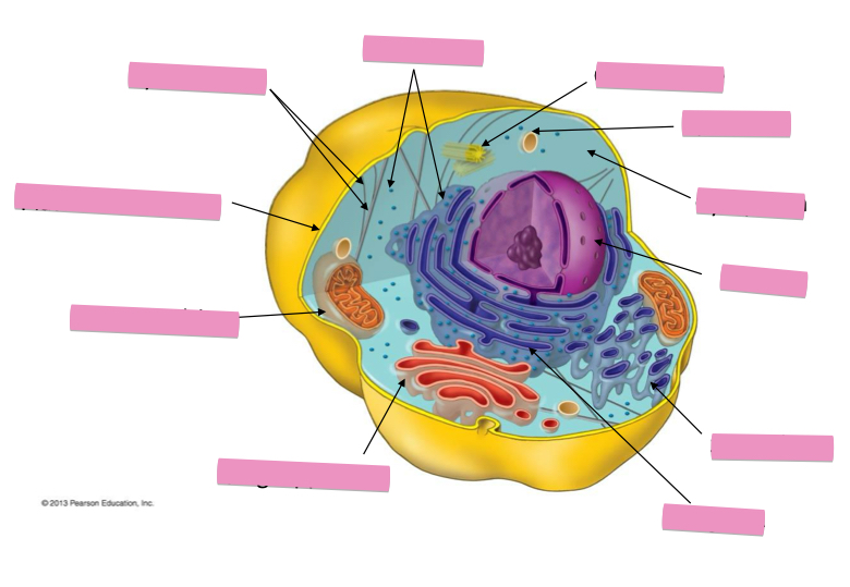 <p>Identify the centrosome also called the centriole</p>