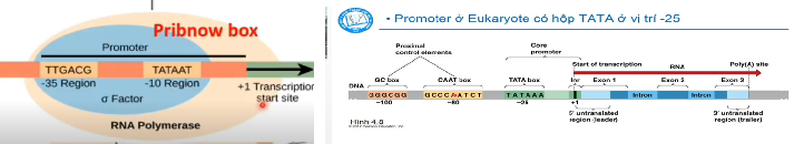 <p>Ở prokaryote có Pribnow box:enzyme gắn tại TATAAT(-10) và TTGACG(-35)</p><p>Ở eukaryote có TATA box (-25), CAAT box(-80) và GC box(-100)</p><p>Trình tự TATA box luôn là core promoter do T=A dễ cắt nên dễ mở mạch phiên mã</p>