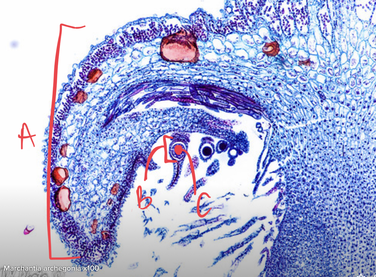 <ul><li><p>which organism is this?</p></li><li><p>what reproduction?</p></li><li><p>label slide</p></li></ul>