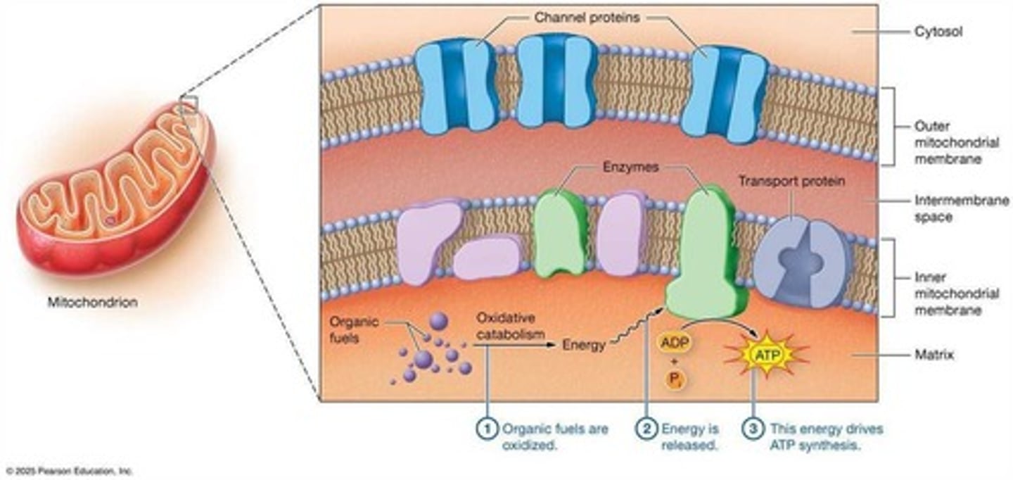 <p>Process breaking down fuels to produce ATP.</p>
