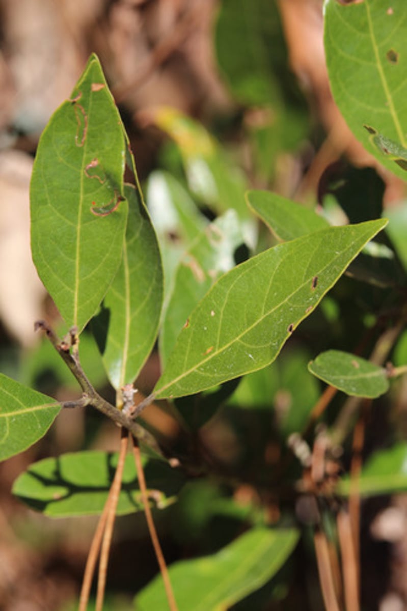 <p>what is the name of the plant pictured here? (assume it's the not fuzzy one)</p>