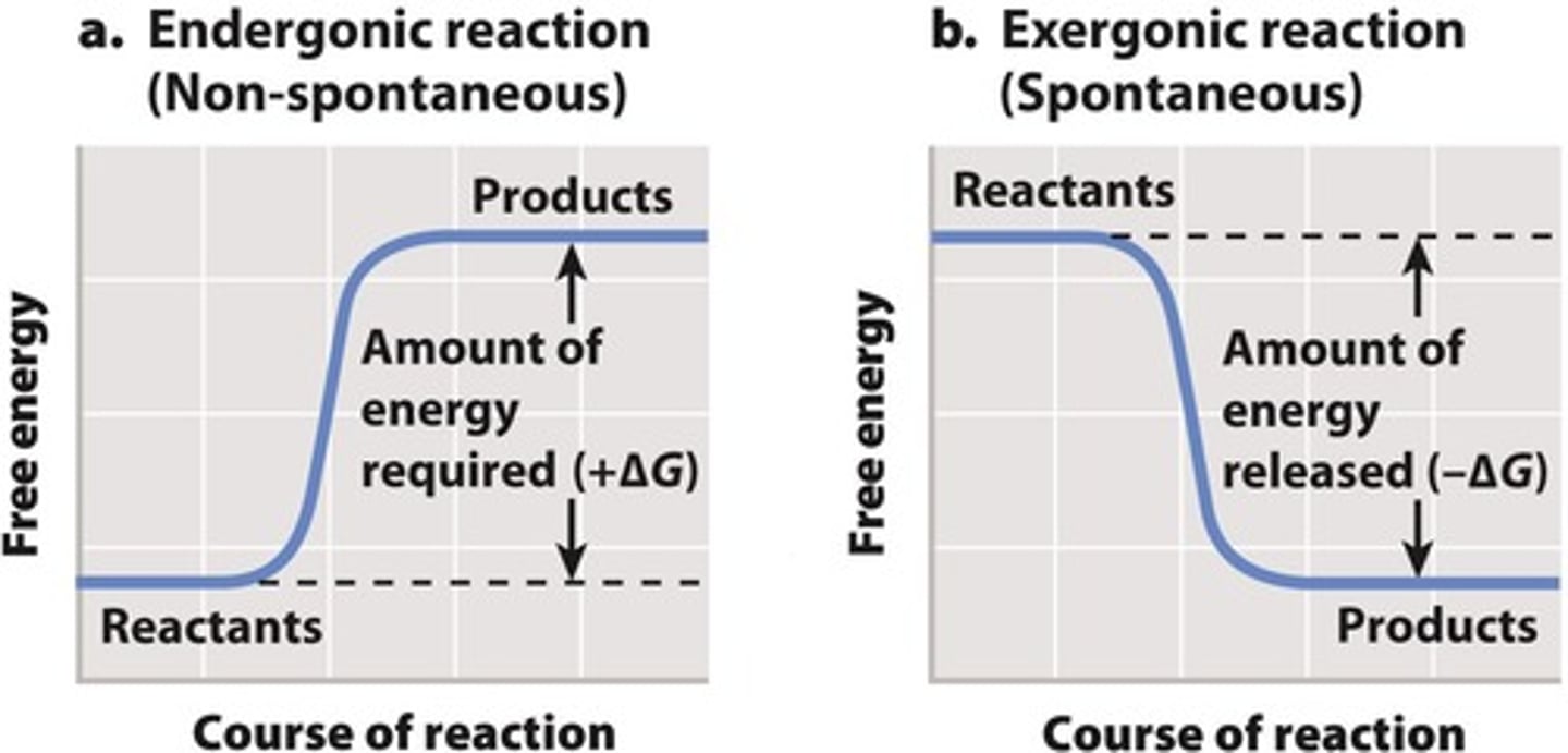 Understanding Enzymes and Chemical Reactions Flashcards Knowt