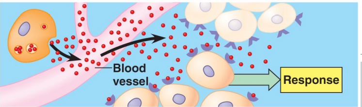 <p>a cell targets a distant cell through the blood stream</p>