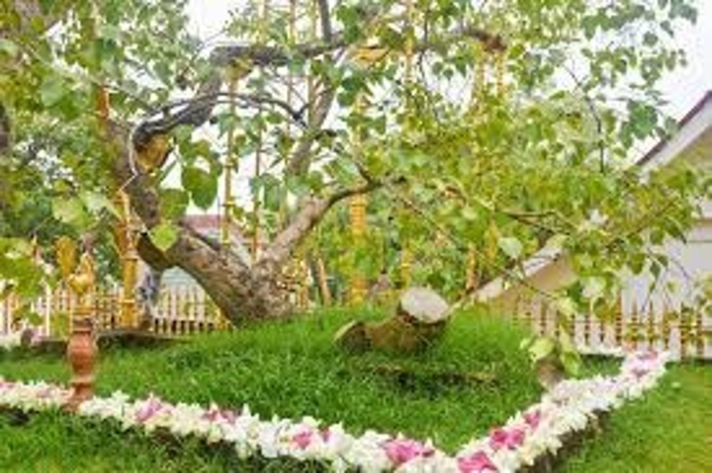 <p>Theravada Buddhist pilgrimage destination in Sri Lanka. It is a tree planted in 288 BC that was purportedly grown from a cutting of the Bodhi Tree in Bodh Gaya.</p>