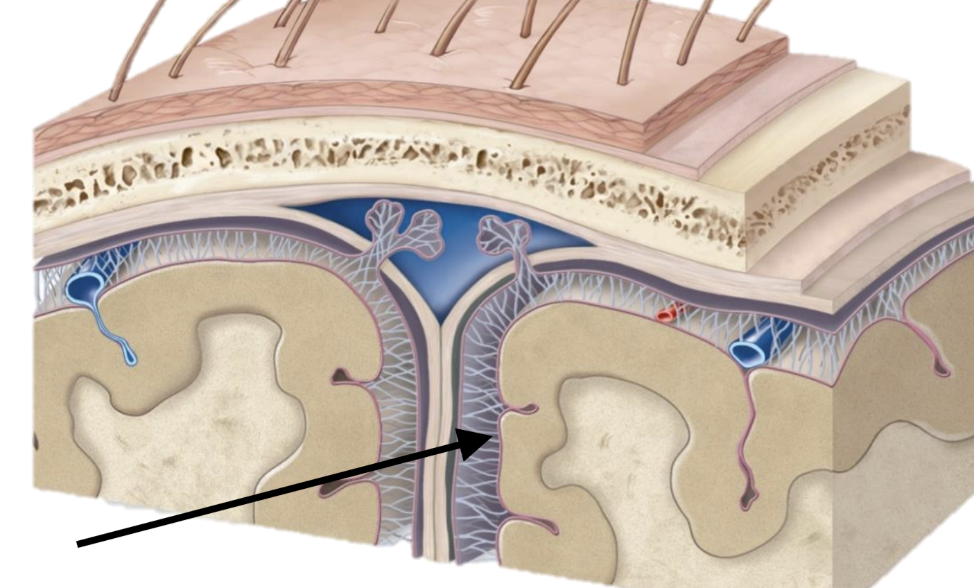 <p>Name the structure</p>