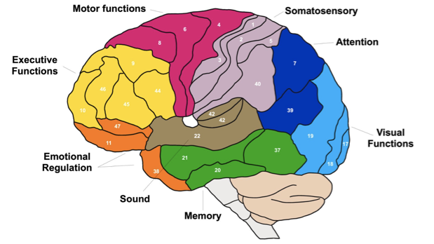Mapping the brain