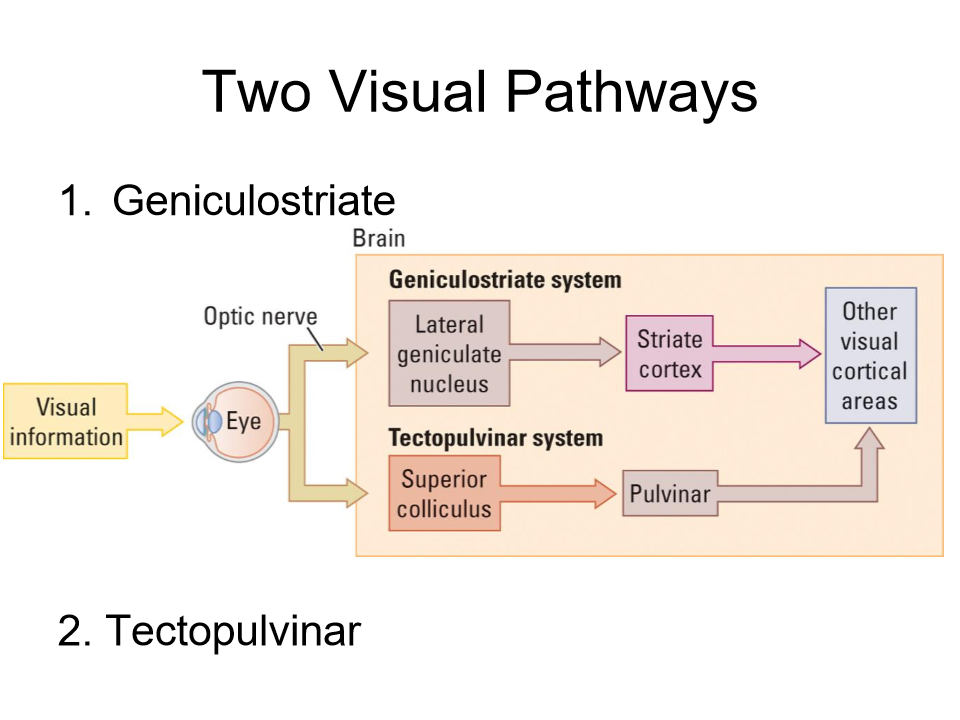 <p>KNOW these pathways </p>