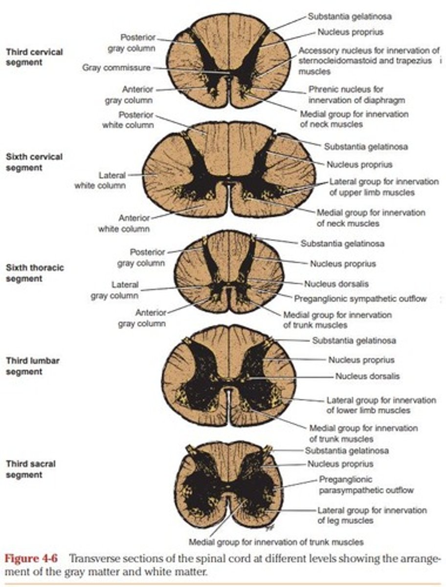 <p>It forms an H-shaped pillar with anterior and posterior gray columns united by a thin gray commissure.</p>