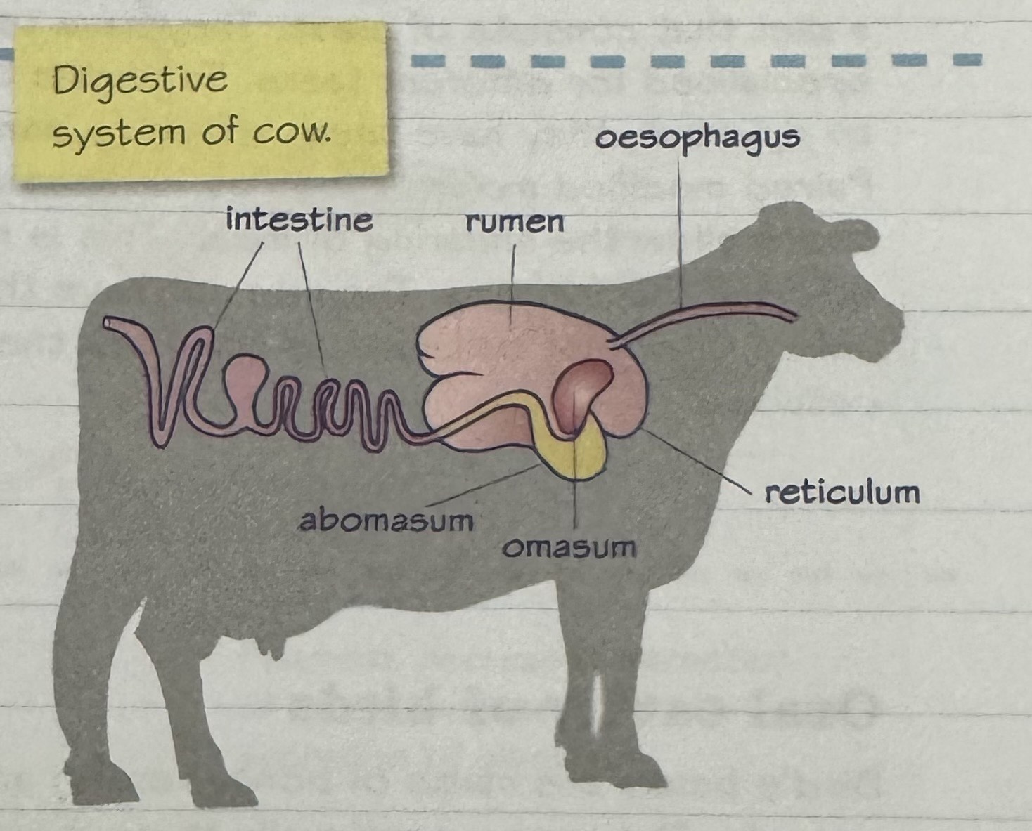 knowt flashcard image