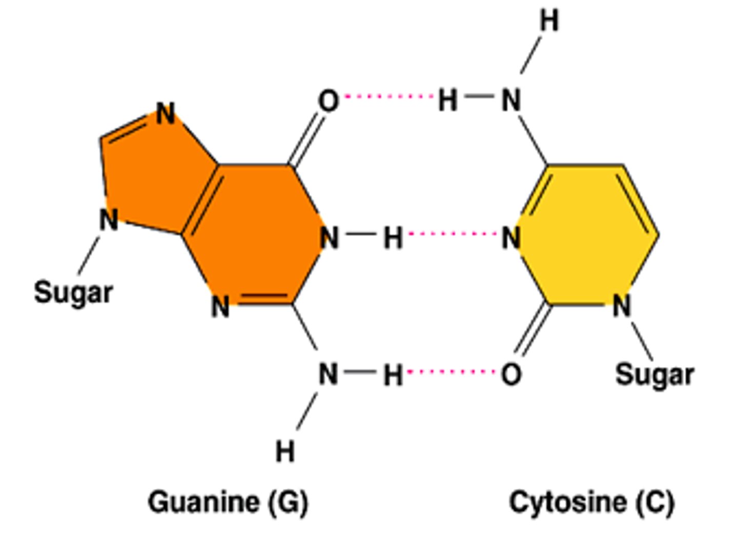 <p>2x NH2 bonds to O on C=O</p><p>NH bonds to N</p>