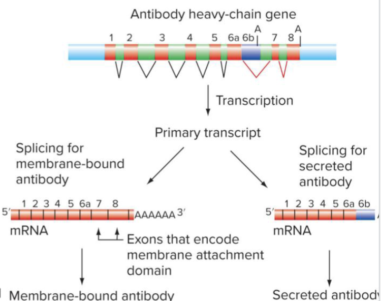 <ul><li><p>Alternative splicing produces different mRNAs from the same primary transcript</p></li><li><p>EXON 6…</p></li><li><p>If the sequence required to stick in membrane (start/stop transfer sequence)</p></li><li><p>If in Exon 7 or 8 </p></li><li><p>For VerA: 6a gets cut to 7 (membrane bound anitbody)</p></li><li><p>For VerB: If regulatory protein it blocks splicing to occur and the A is the PolyA sequence and instead, 7 &amp; 8 gone</p></li><li><p>Now you have all the stuff that would have been here is in the antibody but it’s no longer attached to membrane and can be secreted</p></li></ul><p></p>