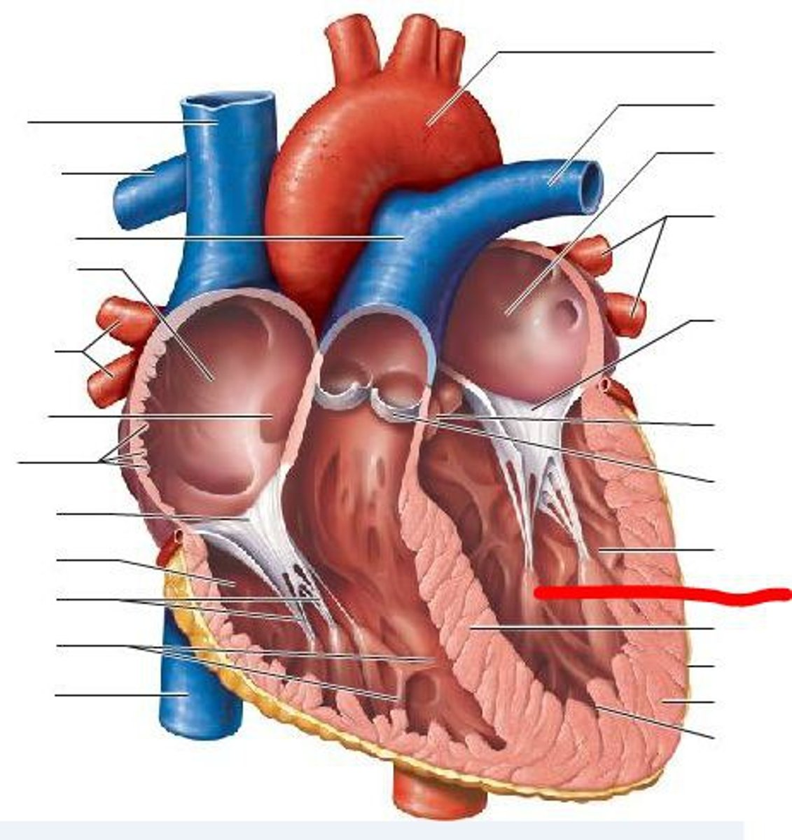 <p>What is being pointed at by the red line?</p>