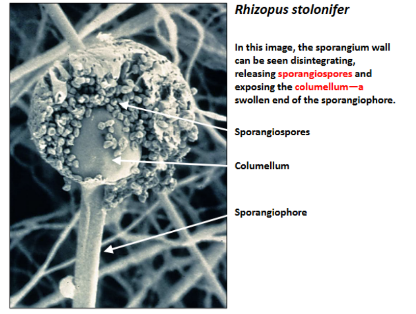 <p>a specialized stalk or hypha that bears one or more structures called sporangia, which contain spores used for asexual reproduction</p>